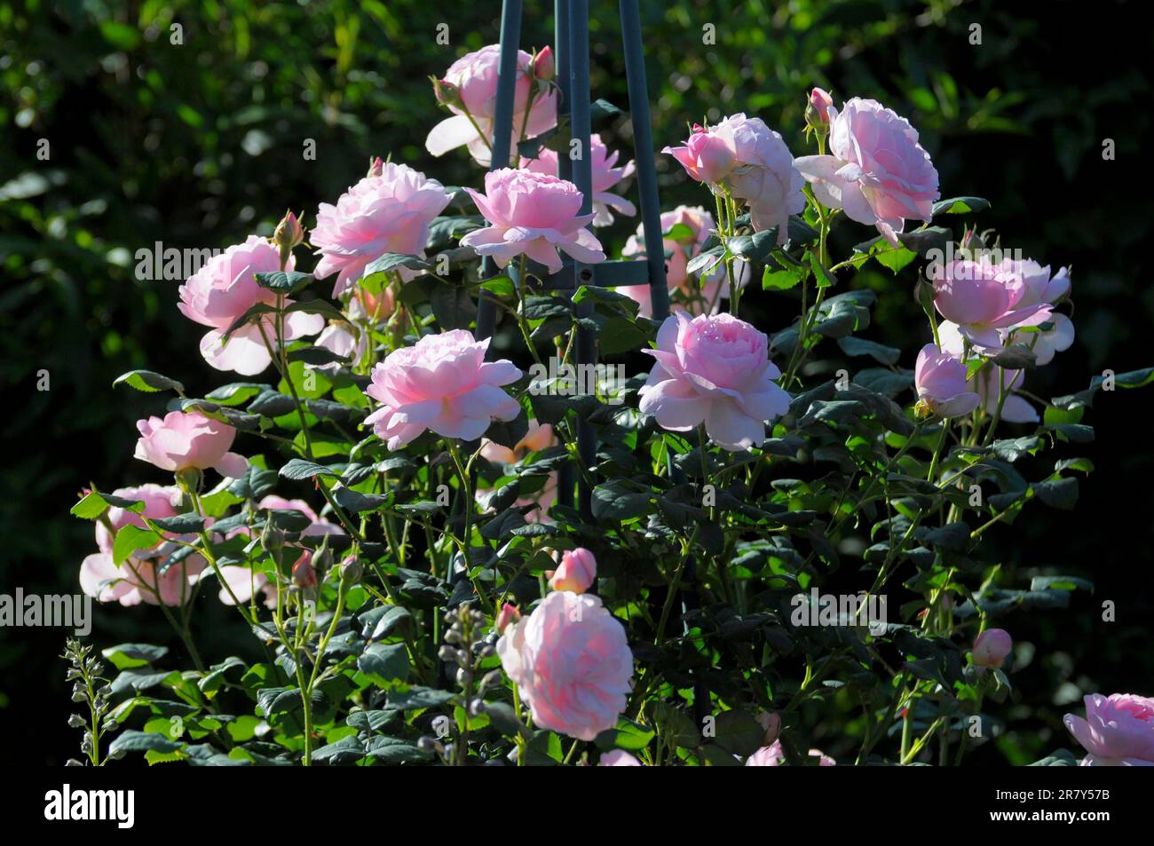 English rose, rosee, white, David Austin, Rose Garden in Oberderdingen Stock Photo