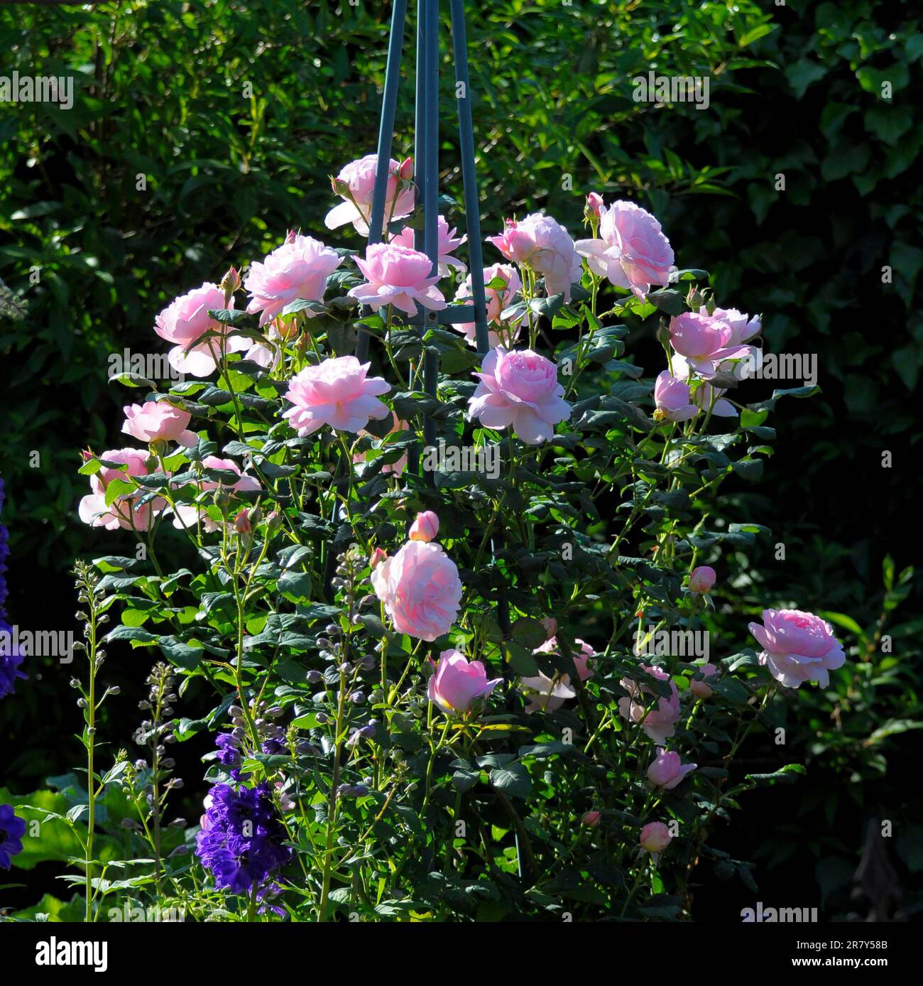 English rose, rosee, white, David Austin, Rose Garden in Oberderdingen Stock Photo