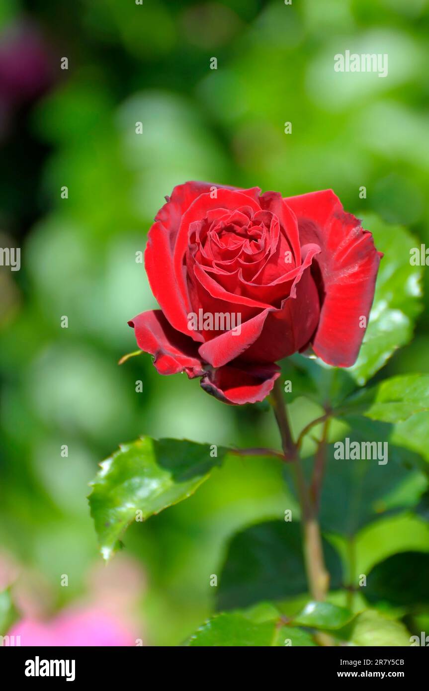 Red Rose in the Garden, Euroway Rose Stock Photo - Alamy