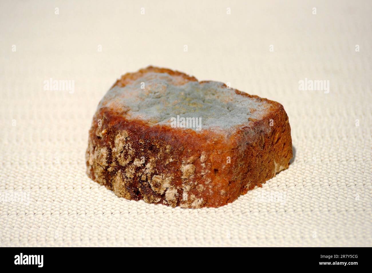 Mould on bread, mouldy bread Stock Photo - Alamy