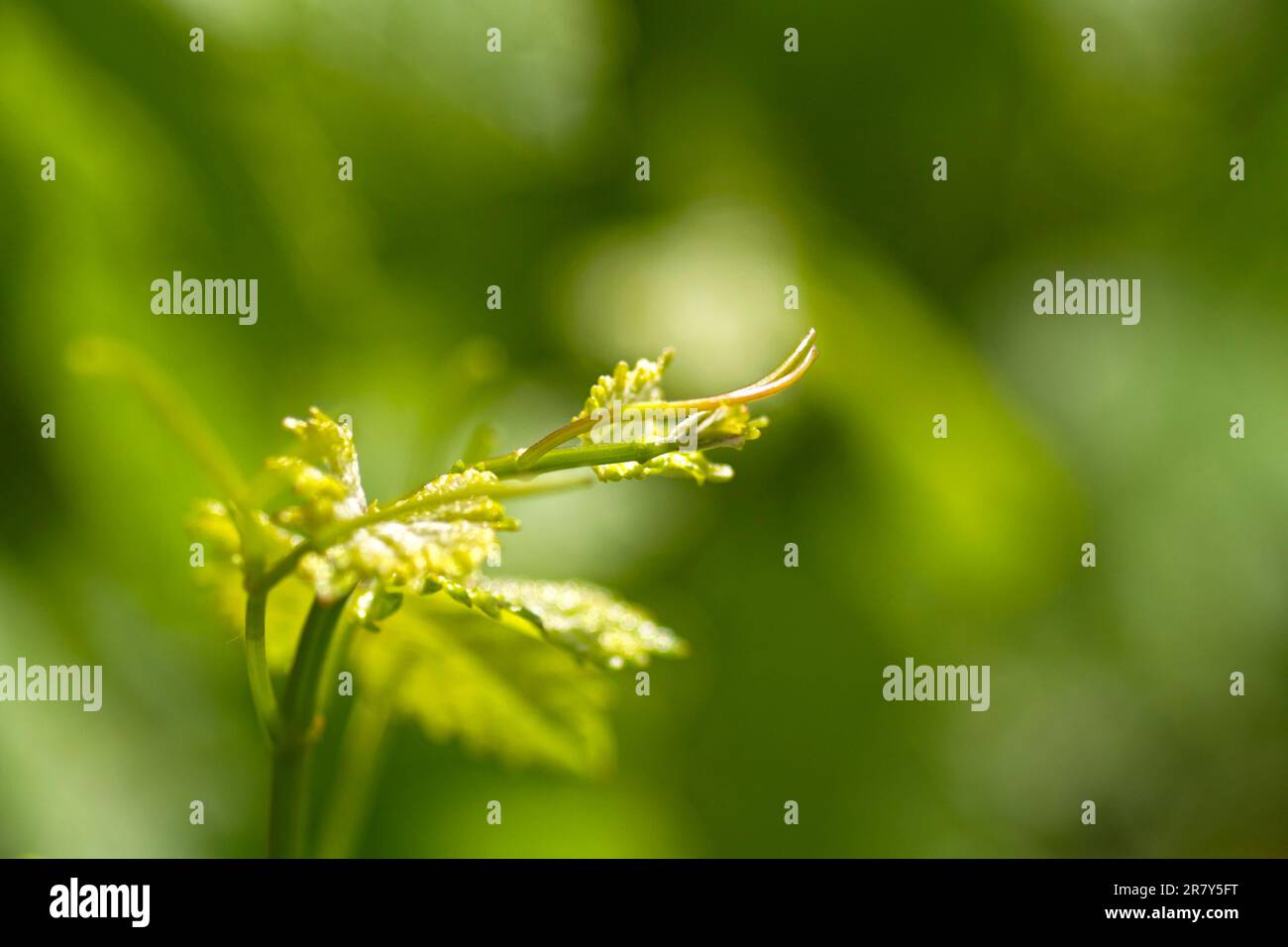 Shoot tendril of the vine Stock Photo