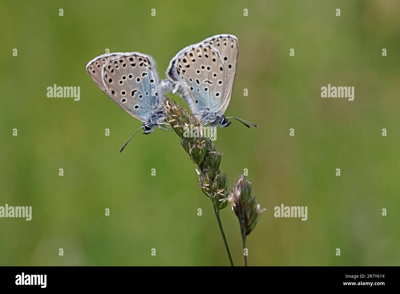 Pair of Large Blue Butterflies mating at Daneway Banks Gloucestershire UK Stock Photo