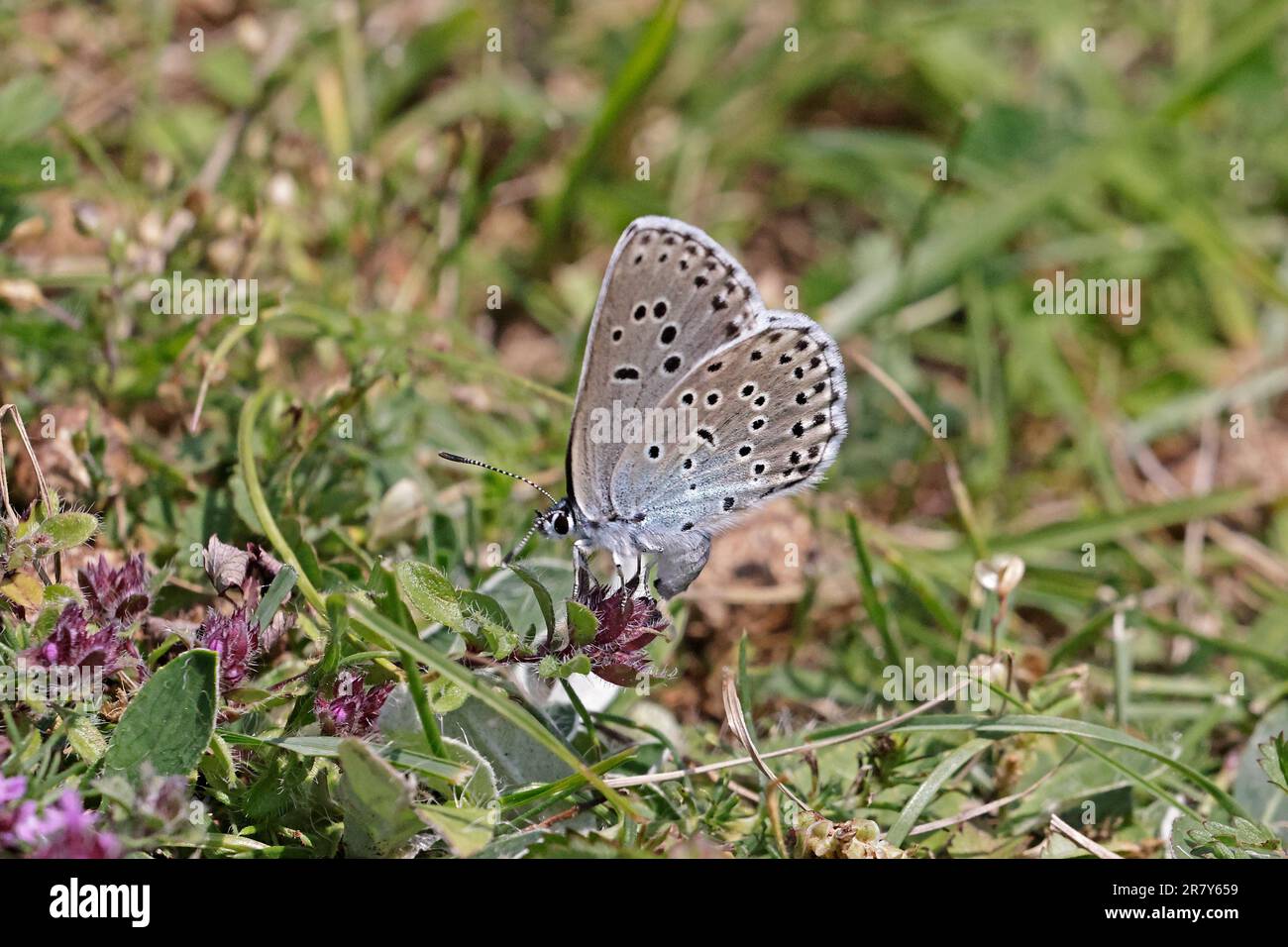 Large Blue Butterfly laying eggs at Daneway Banks Gloucestershire UK Stock Photo
