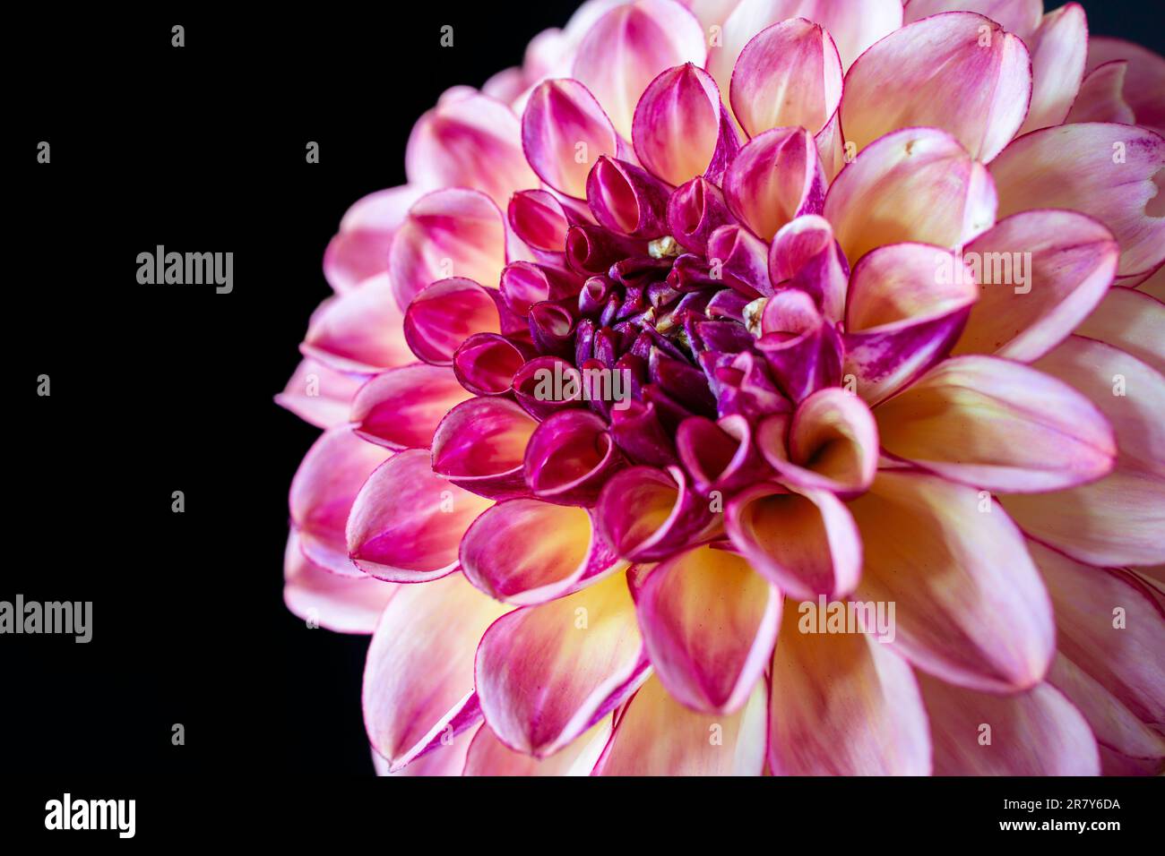 Ball shaped garden dahlias on a dark background Stock Photo - Alamy