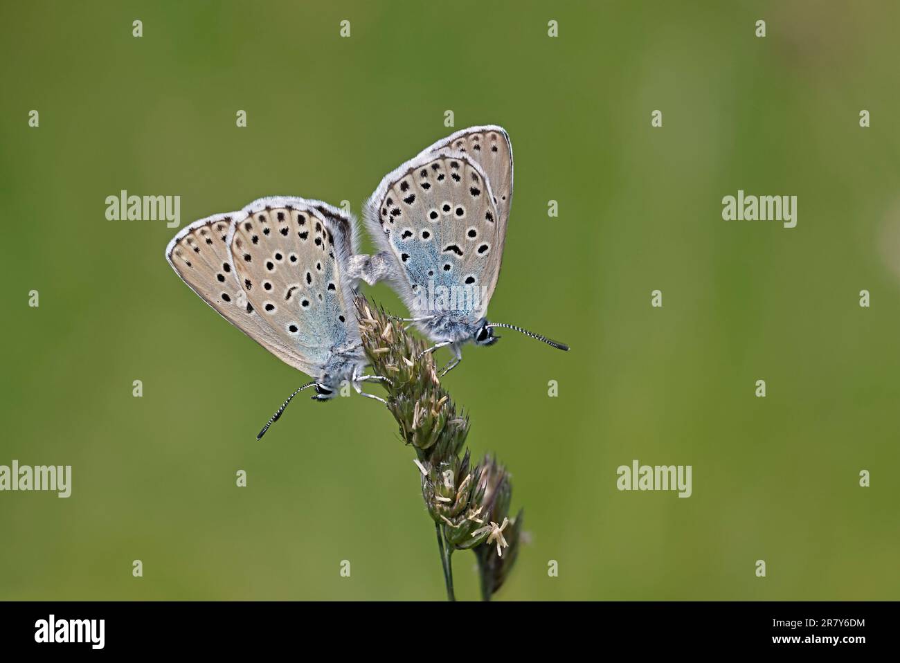 Pair of Large Blue Butterflies mating at Daneway Banks Gloucestershire UK Stock Photo