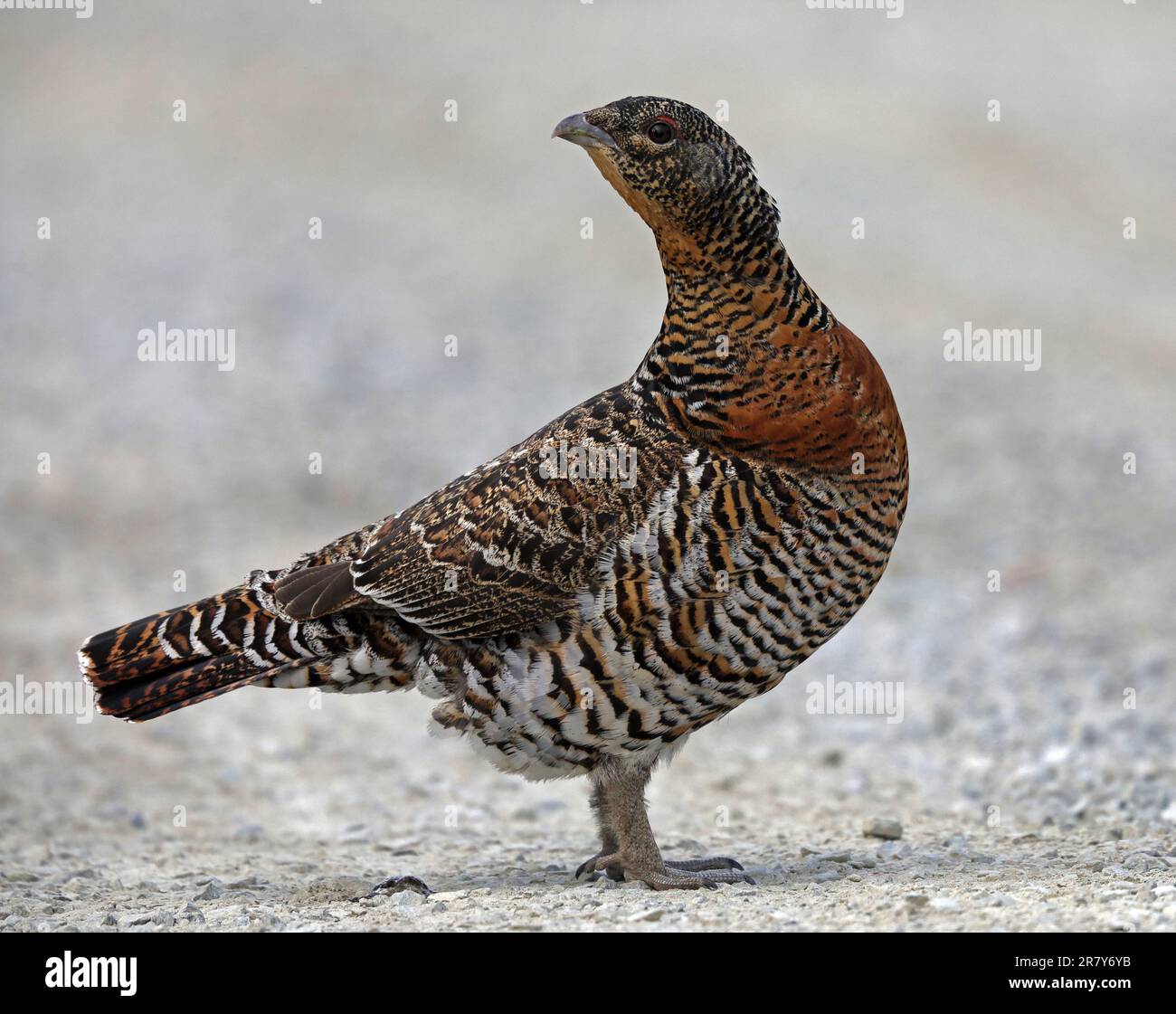 Jeleznodorojniydagi mustaqil fohishalar Alisa mojizalar mamlakatida 2 porno oyin