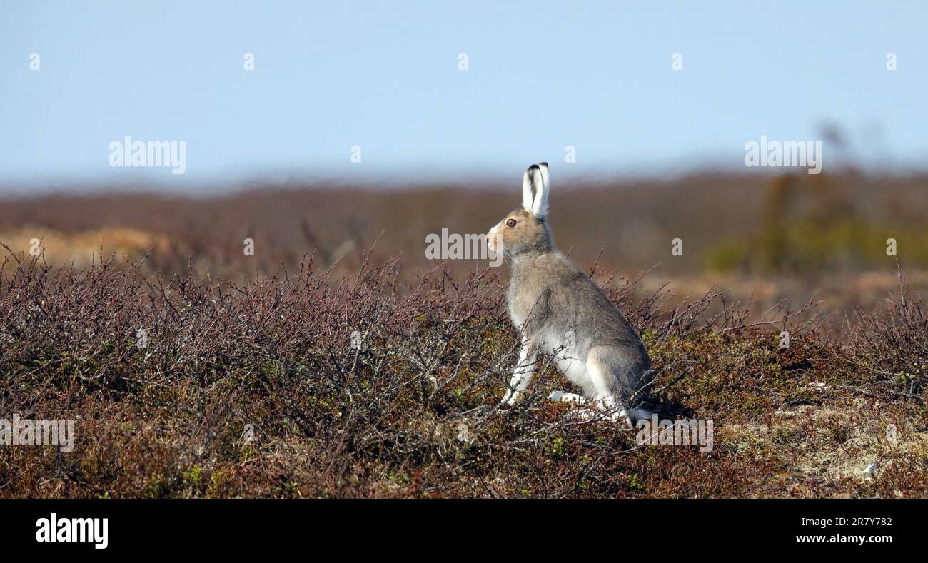 Snow hare, on tundra Stock Photo Alamy