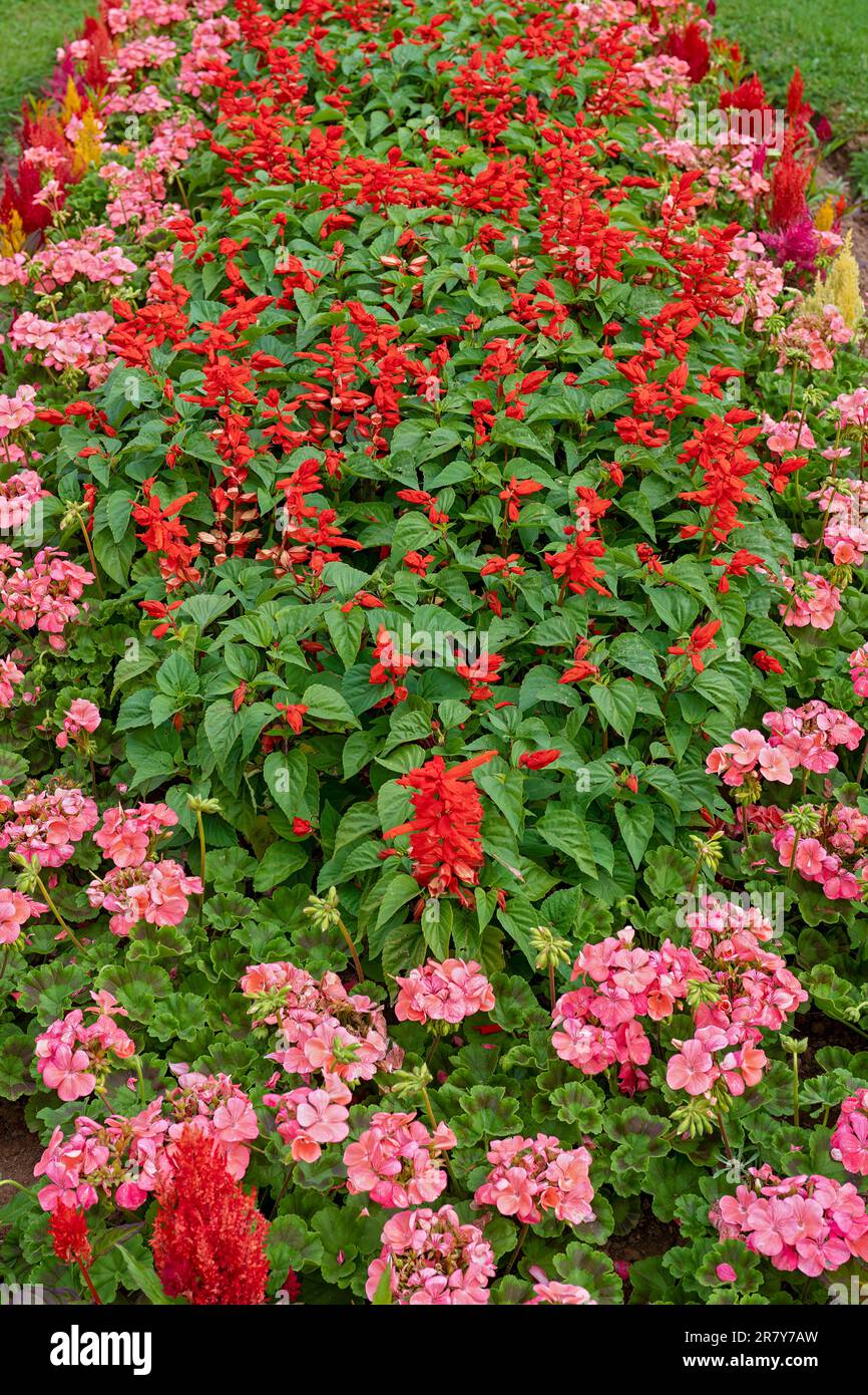 Ornamental flower bed with red salvia and pink geraniums. Stock Photo