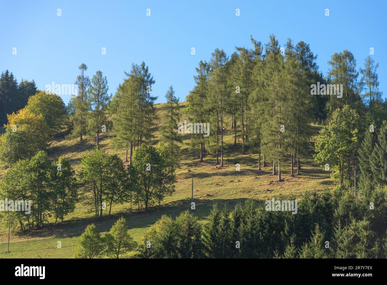 Little forest on top of the hill in the limestone alps known as Hintergebirge. The mountains are in a tributary valley from the Enns valley in Upper Stock Photo