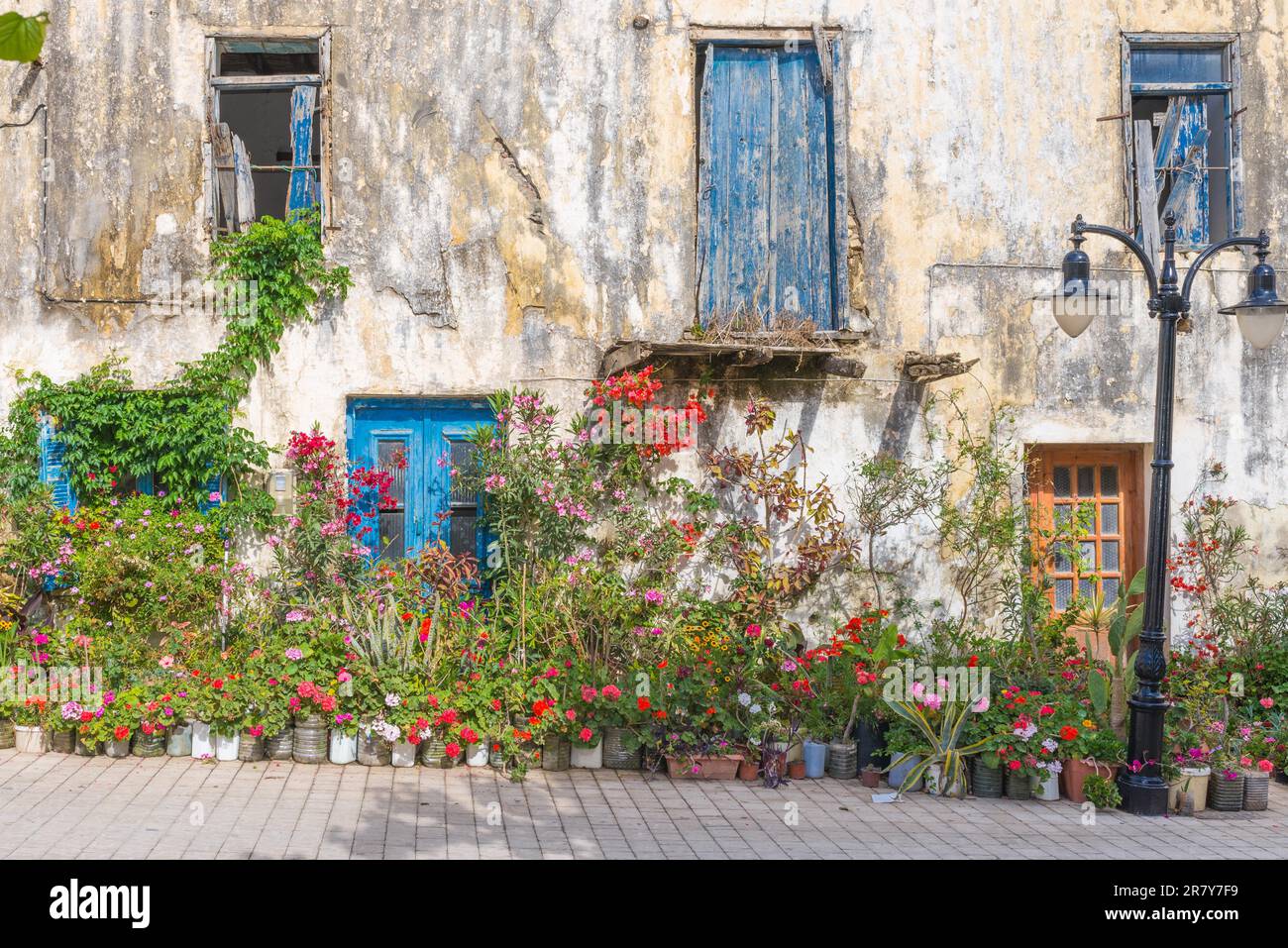 Flowers, ornamental plants and greenery at a house in Paleochora in the south-west of Crete. The village is situated on a headland. The citizens of Stock Photo