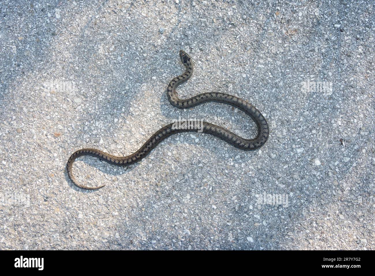 European viper (Vipera) on a street in the Limestone Alps in Upper Austria. berus has a wide range. It can be found across the Eurasian land-mass Stock Photo