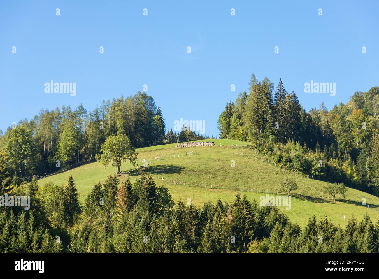 Little forest on top of the hill in the limestone alps known as Hintergebirge. The mountains are in a tributary valley from the Enns valley in Upper Stock Photo