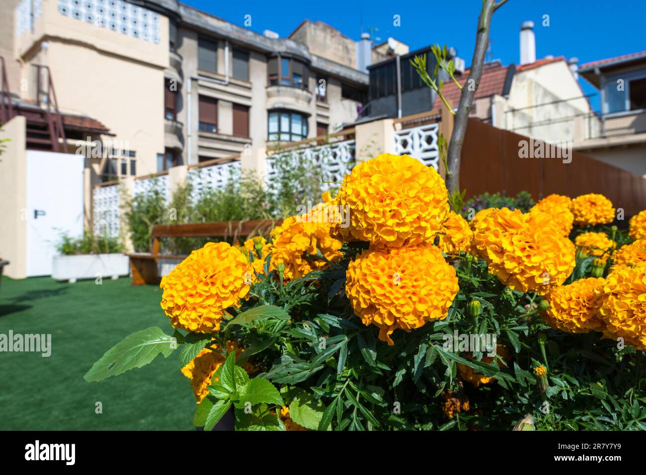 Dahlia sebastian in garden in hires stock photography and images Alamy