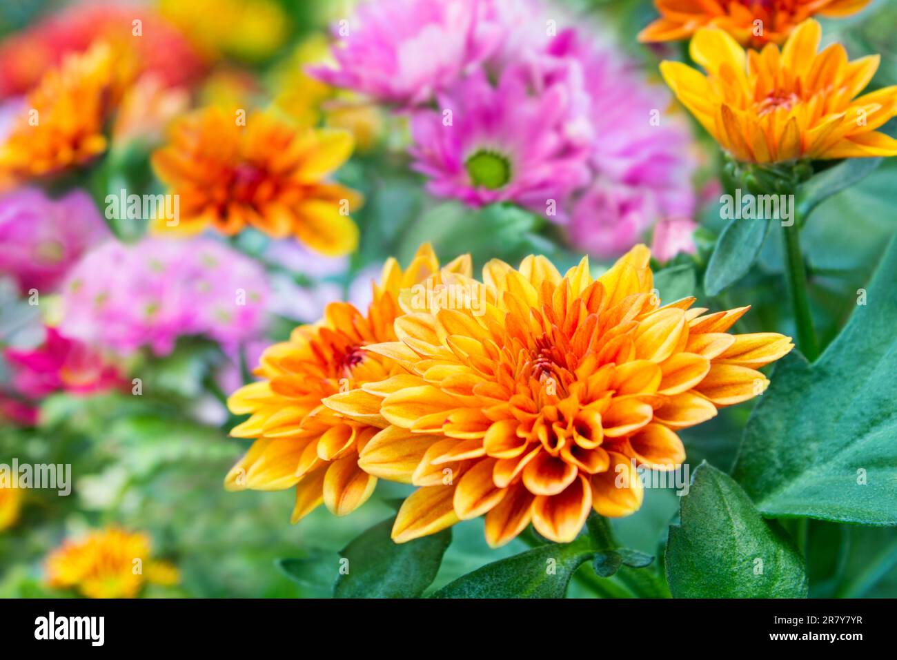 Various colorful Chrysanthemum flowers in the garden close up Stock Photo