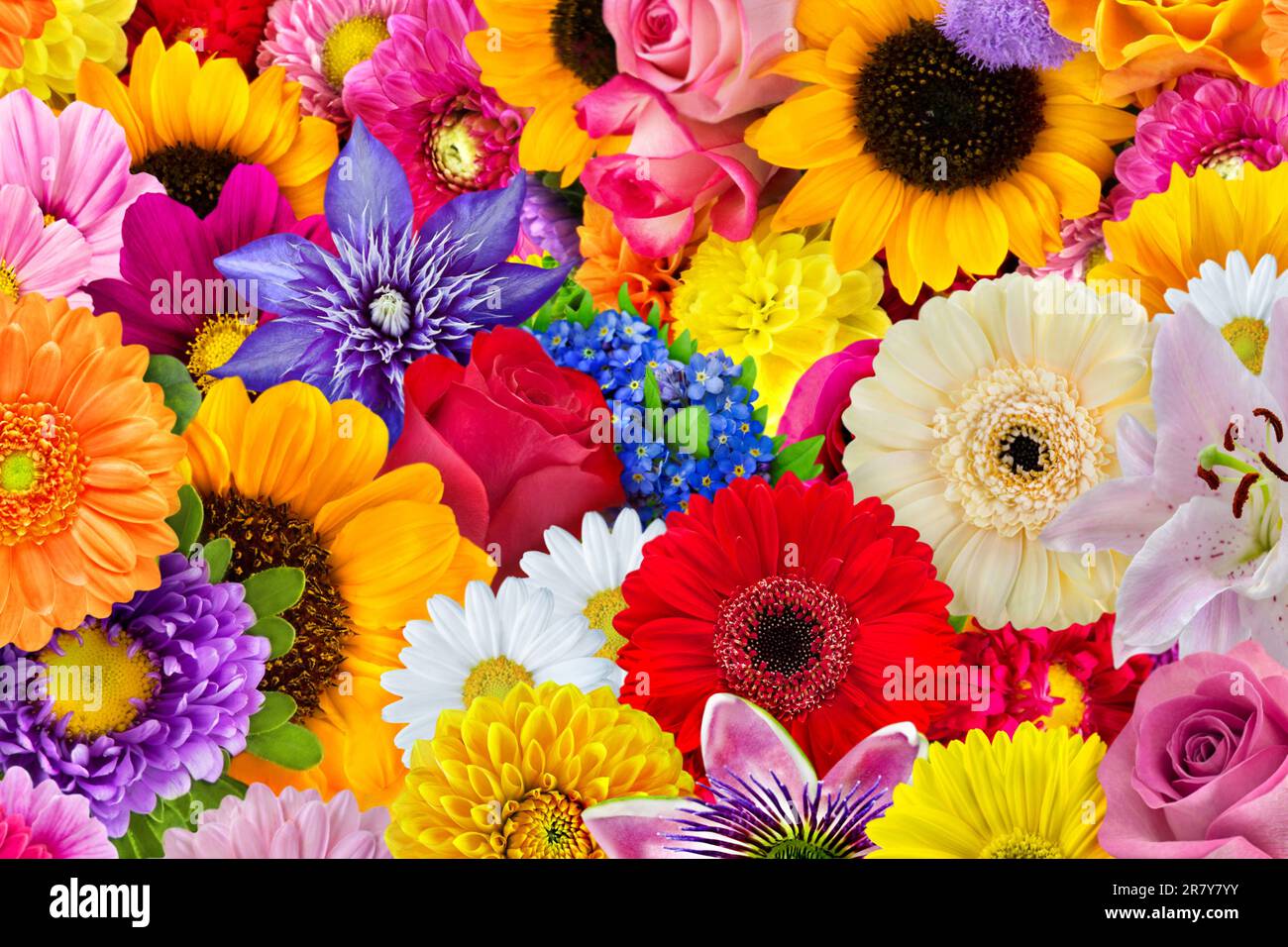 Bunte Auswahl an Blumen im Sommer aus dem Garten mit Rosen, Gerbera, Dahlien, Margeriten, Sonnenblumen, Lilien, Clematis und Anemonen Stock Photo