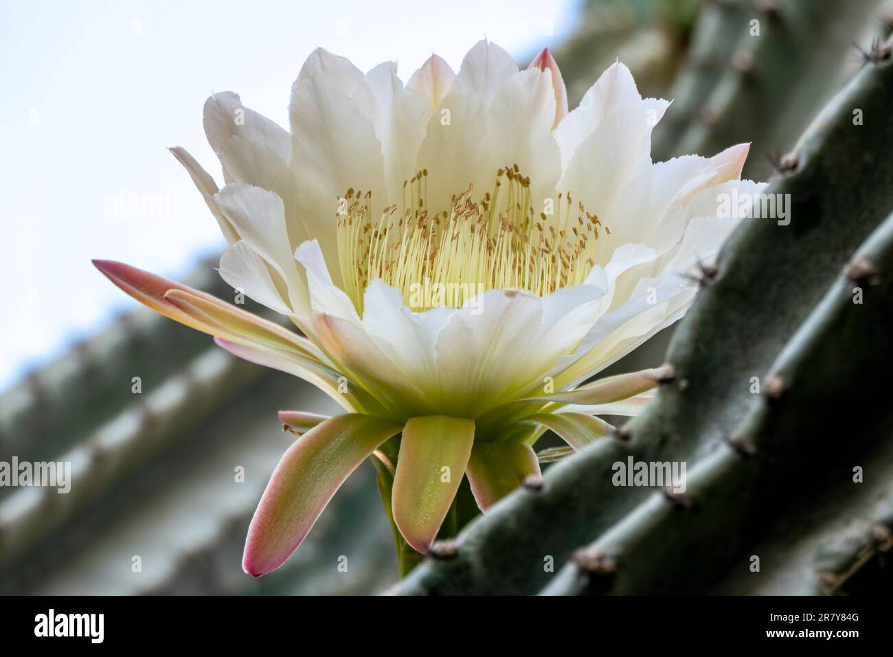 Peruvian apple cactus or Hedge cactus or Cereus hildmannianus in full bloom close up. Israel Stock Photo