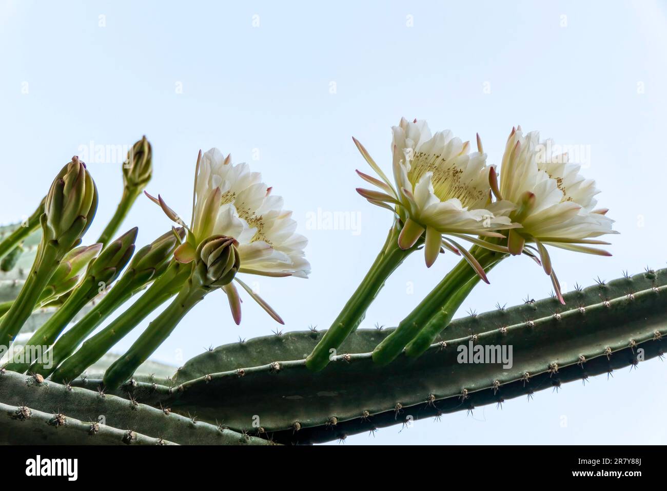 Peruvian apple cactus or Hedge cactus or Cereus hildmannianus in full bloom close up. Israel Stock Photo