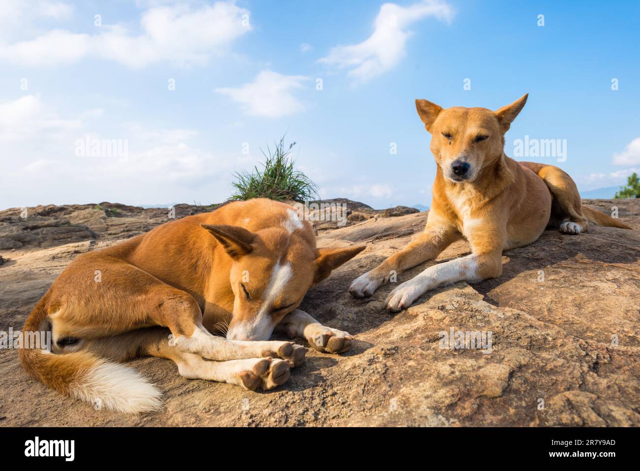 Typical Sri Lanka dog on top of the vantage point Ella Rock, in the highlands of the Uva province of Sri Lanka. The mountain is a famous viewpoint in Stock Photo