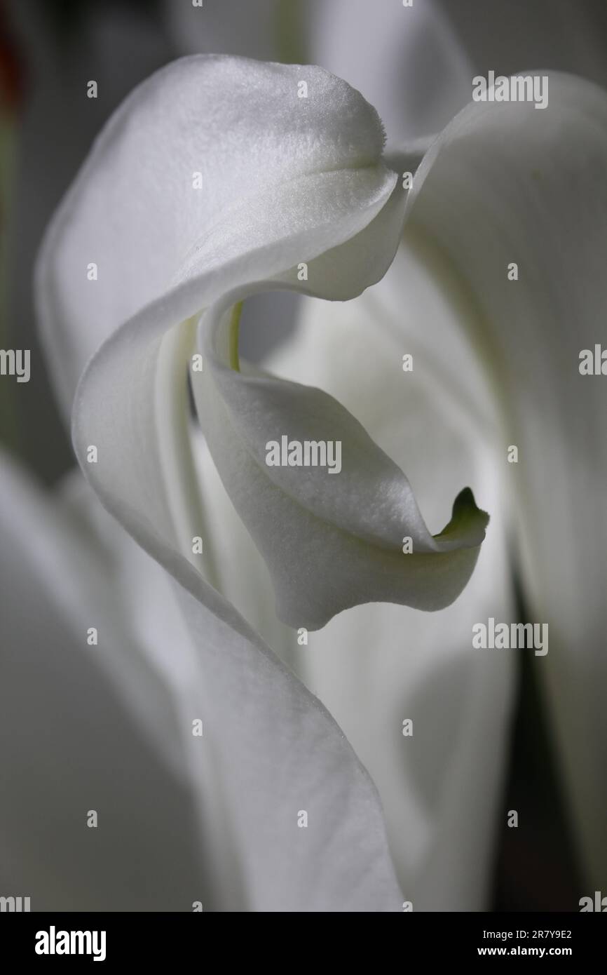 Lily petals unfurling Stock Photo Alamy