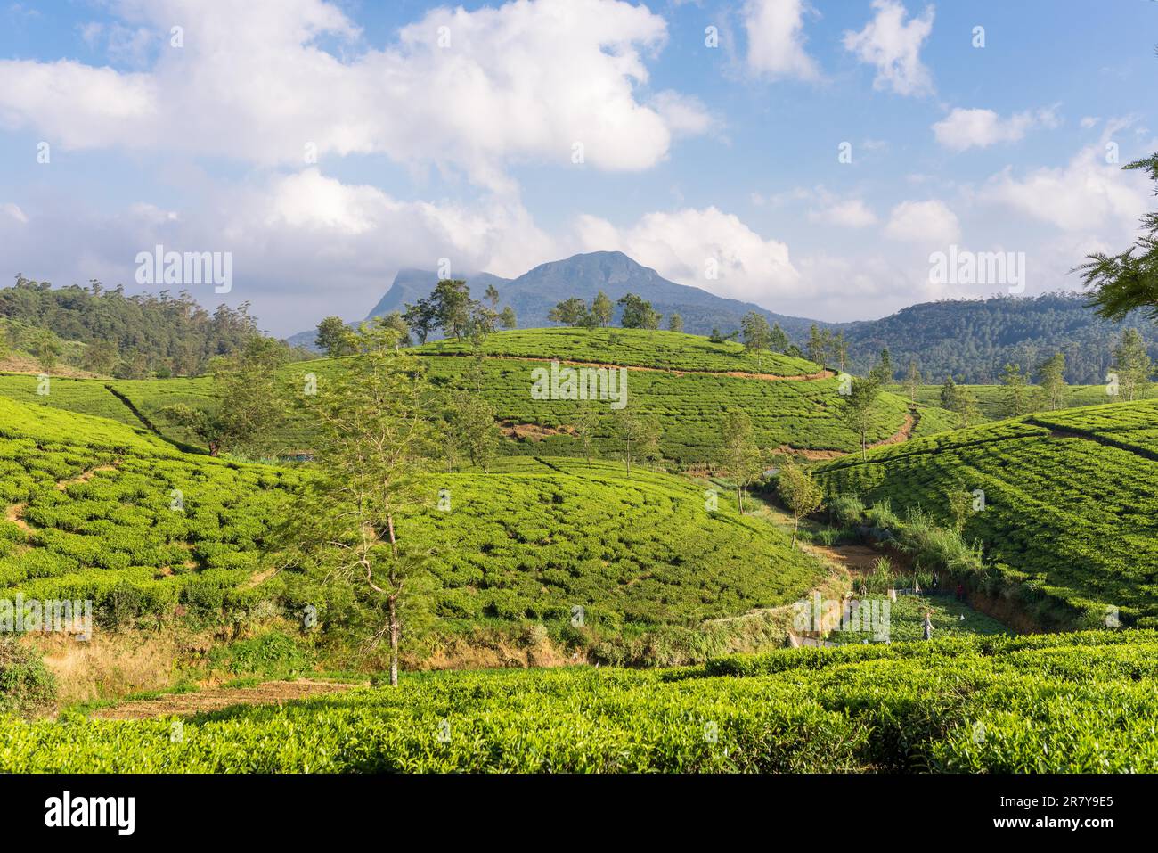 Tea plantation near the town Nuwara Eliya, approx 1900m above sea level. Tea production is on of the main economic sources of the country. Sri Lanka Stock Photo