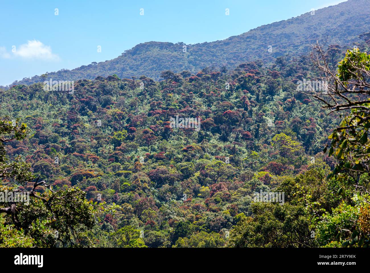 The Sri Lanka dry-zone dry evergreen forests are a tropical dry broadleaf forest ecoregion of the island of Sri Lanka. Situated mostly in the Central Stock Photo