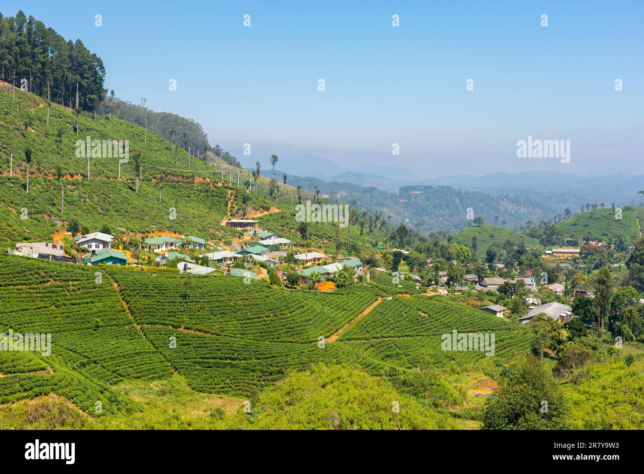 Tea production is on of the main economic sources of the country. Sri