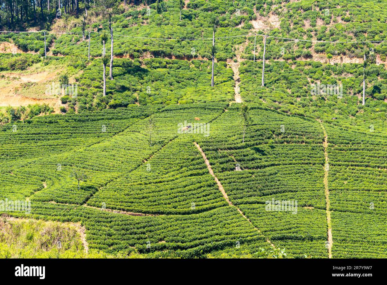 Tea production is on of the main economic sources of the country. Sri