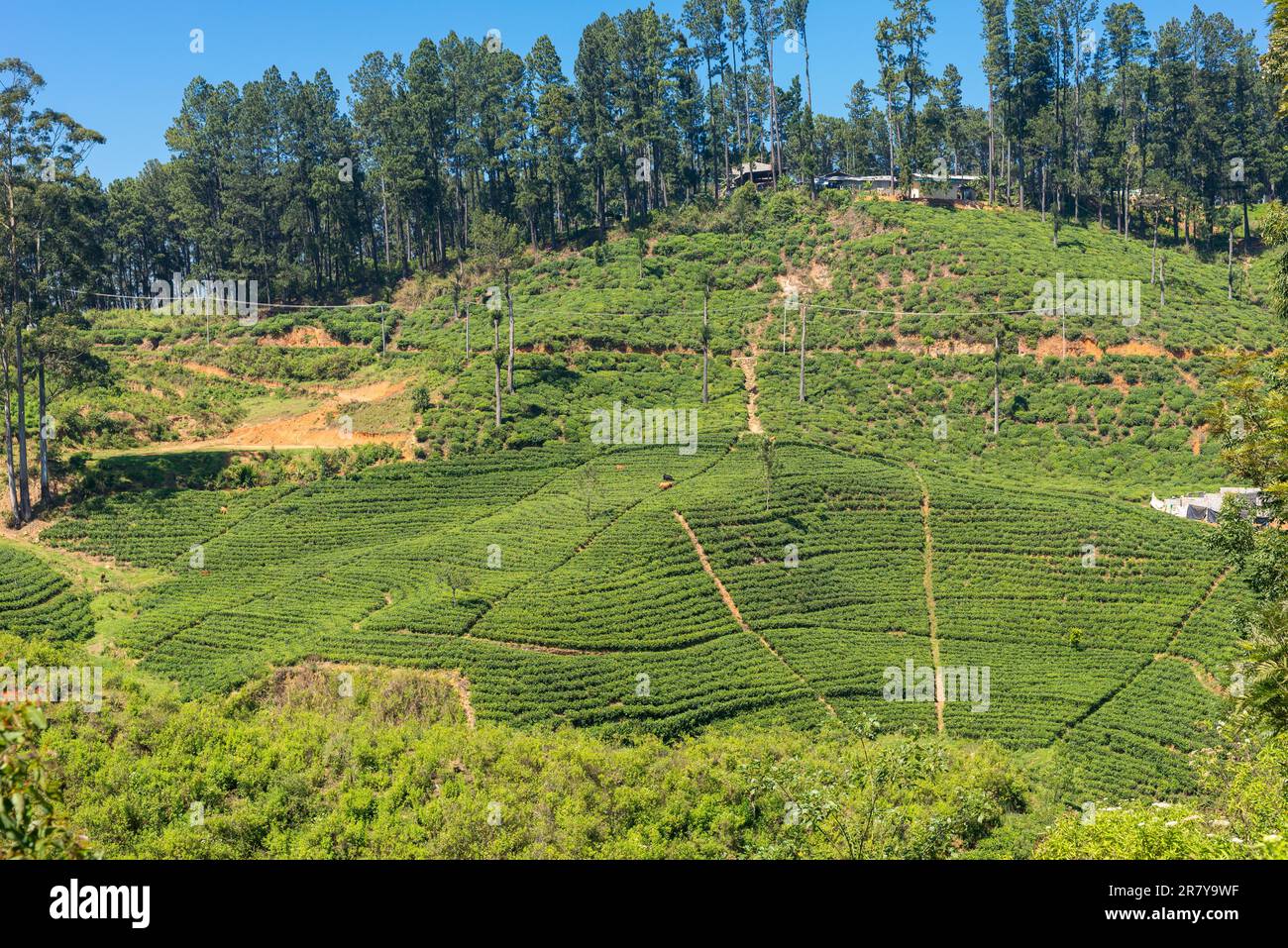 Tea production is on of the main economic sources of the country. Sri