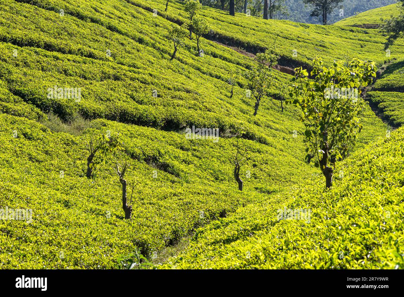 Tea plantation near the town Nuwara Eliya, approx 1900m above sea level. Tea production is on of the main economic sources of the country. Sri Lanka Stock Photo