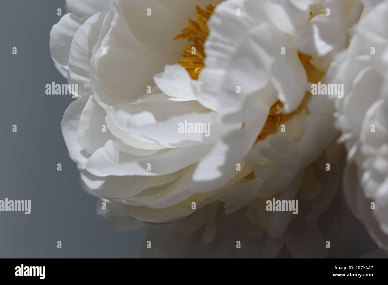 White peony petals Stock Photo
