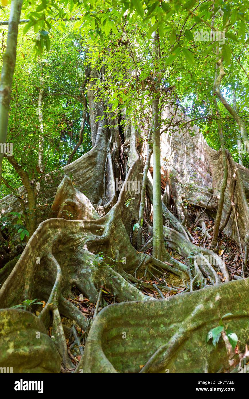 Large tropical tree with flat, wide running root system from mighty buttress roots in the national park Khao Sok Stock Photo