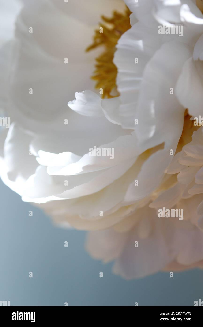 White peony petals Stock Photo