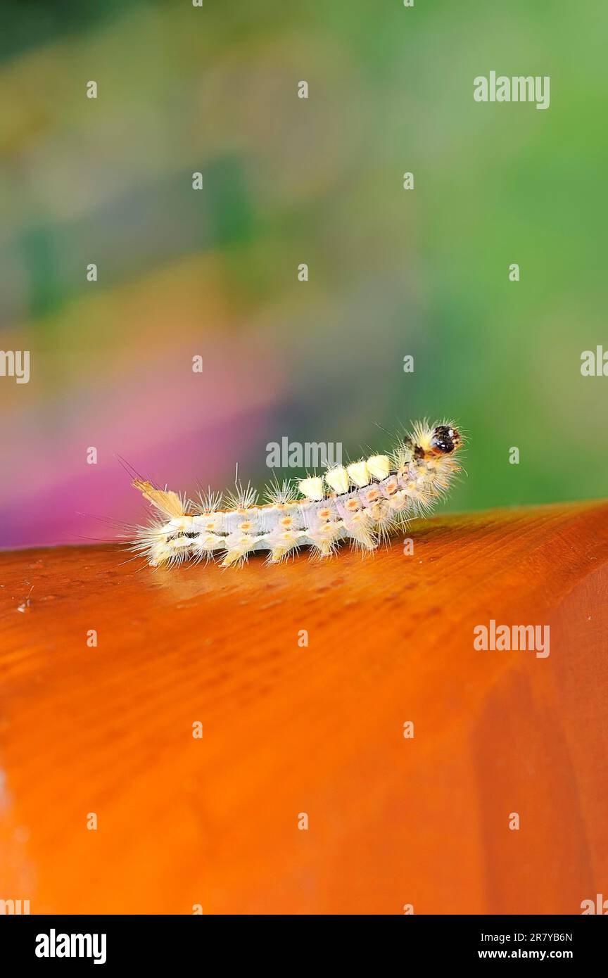 Caterpillar of the rusty tussock moth Stock Photo