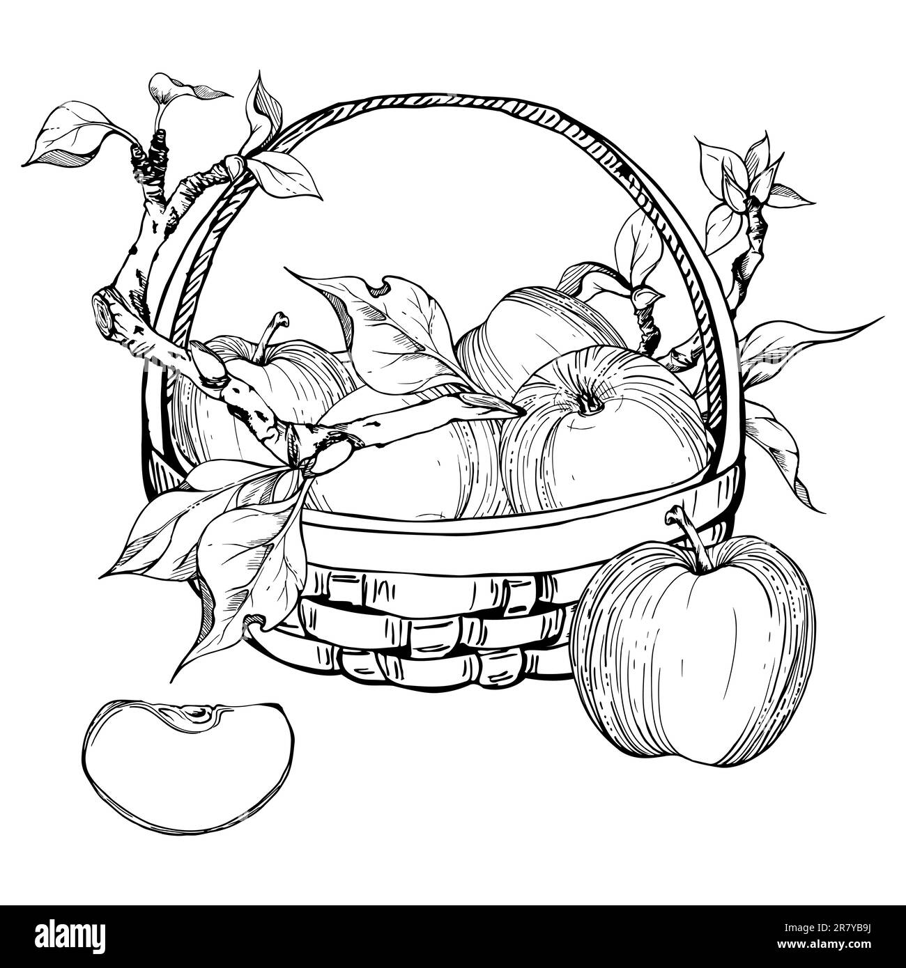 Hand drawn ink composition with apple fruits in basket, with branch and