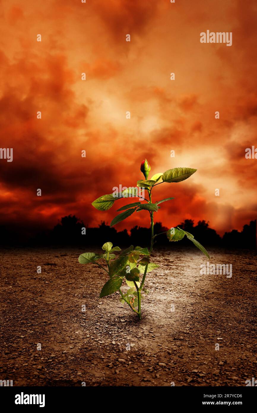Flower ecology plant ecology hi-res stock photography and images - Alamy