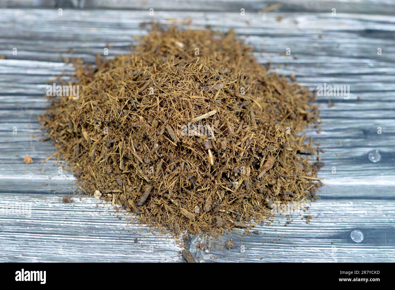crushed and peeled licorice, Liquorice Glycyrrhiza glabra, a flowering