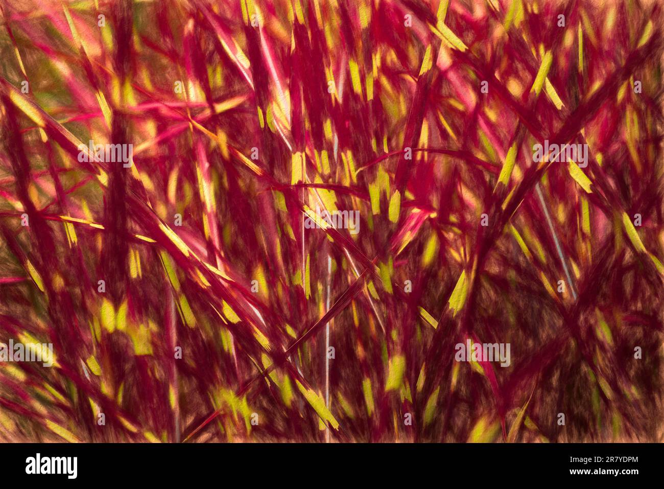 Blades of grass as abstract background Stock Photo Alamy