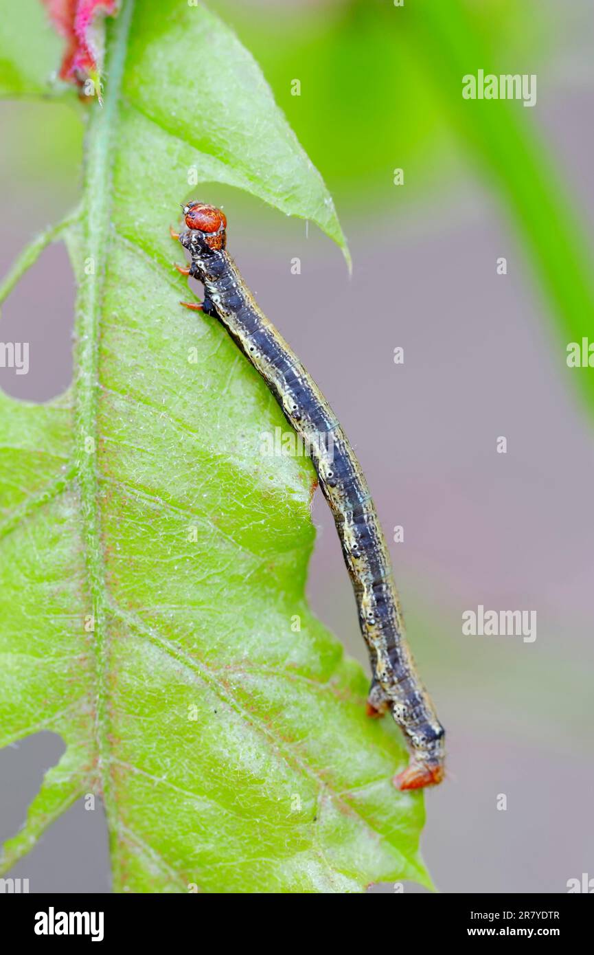 Scarce Umber (Agriopis aurantiaria), caterpillar, Netherlands Stock Photo