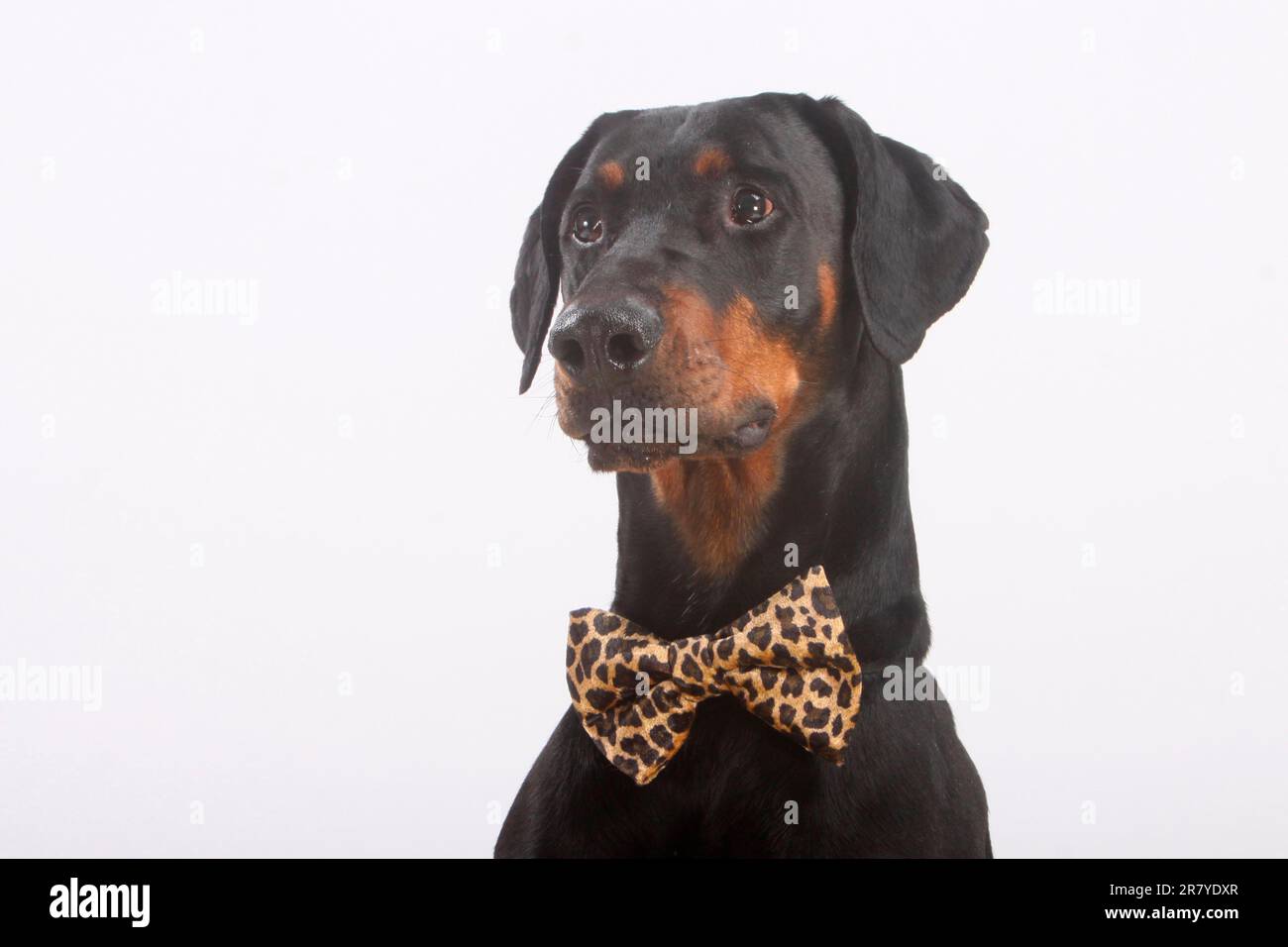 Doberman with bow tie Stock Photo