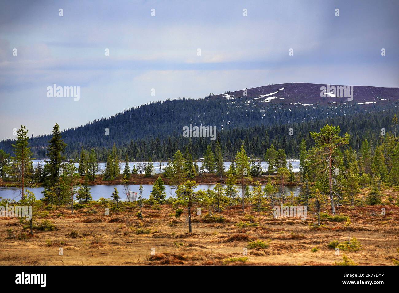 Marshland and mountain in nature Reserve near Arvidsjaur, northern Sweden. Stock Photo
