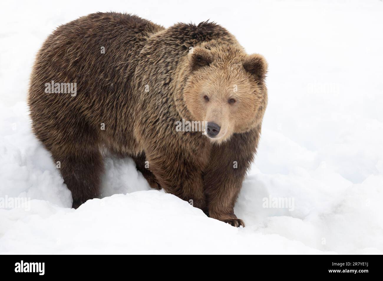 Brown bear (Ursus arctos) shortly after waking up from hibernation Stock Photo