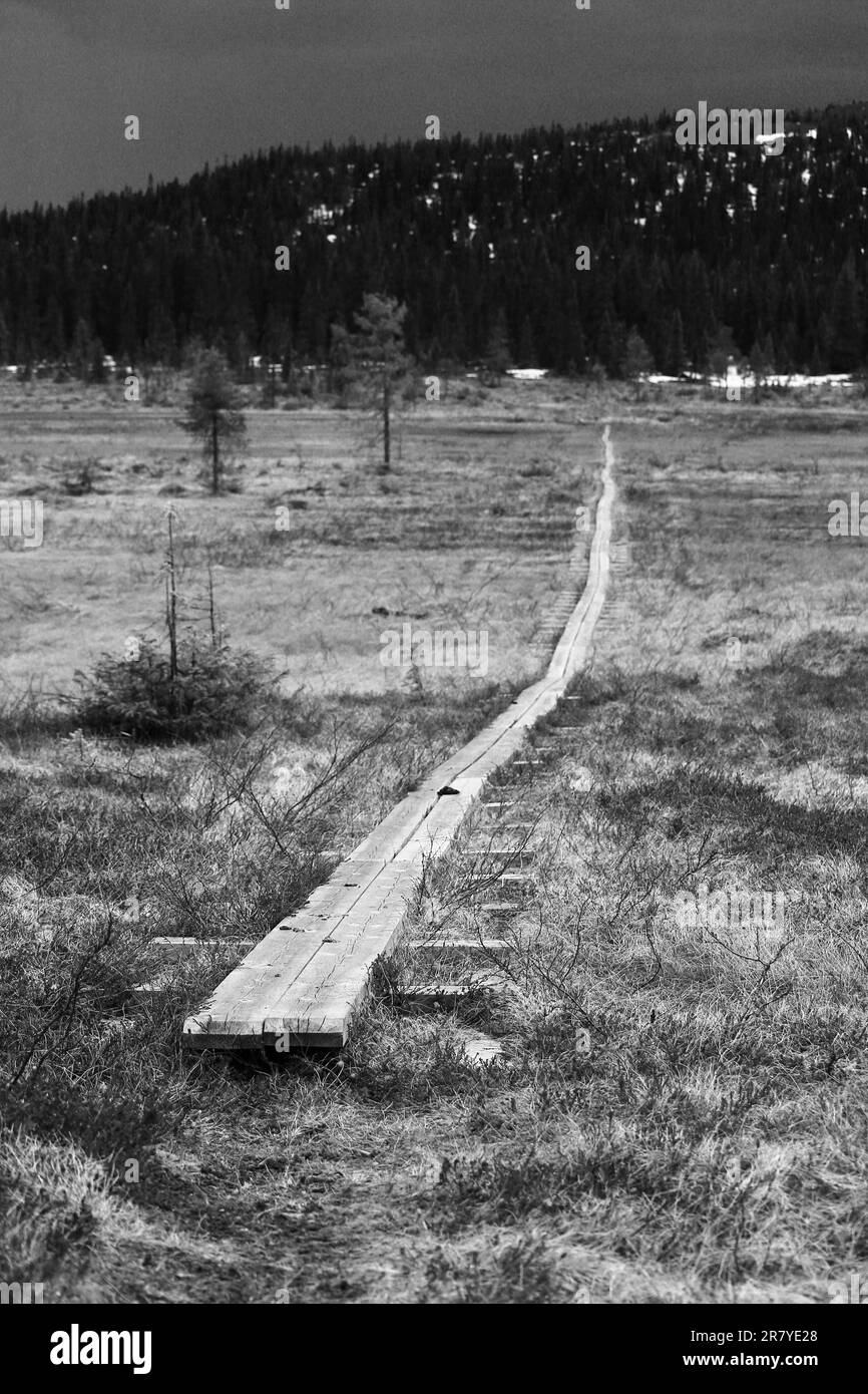 Gloomy shot of planks leading through bog in nature reserve near Arvidsjaur, northern Sweden. Stock Photo