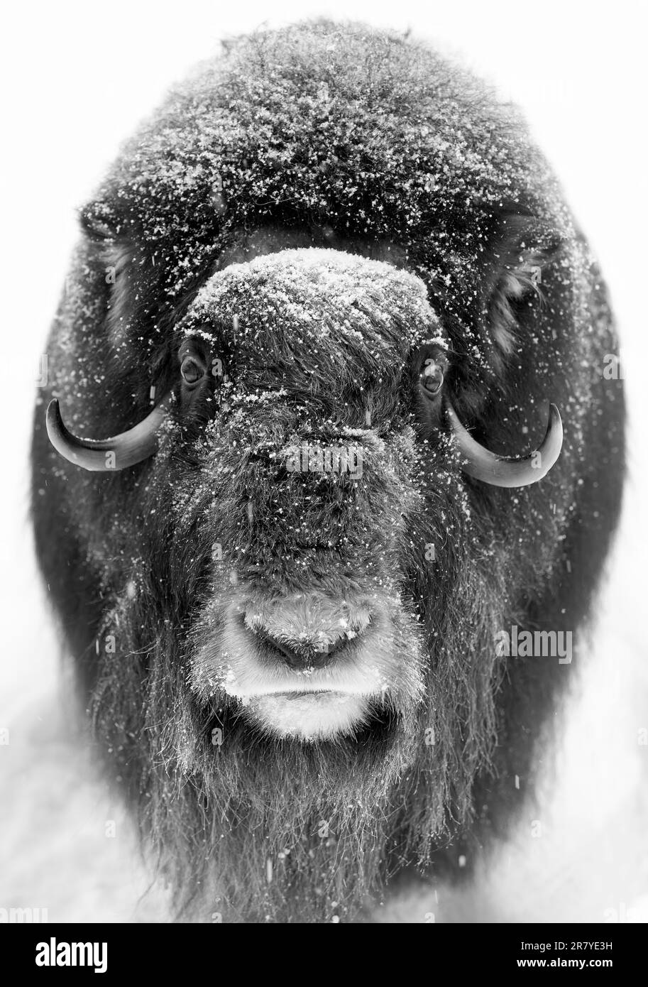 Musk ox (Ovibos moschatus) (C), in the snow at Ranua Wildlife Park, Lapland, Finland Stock Photo