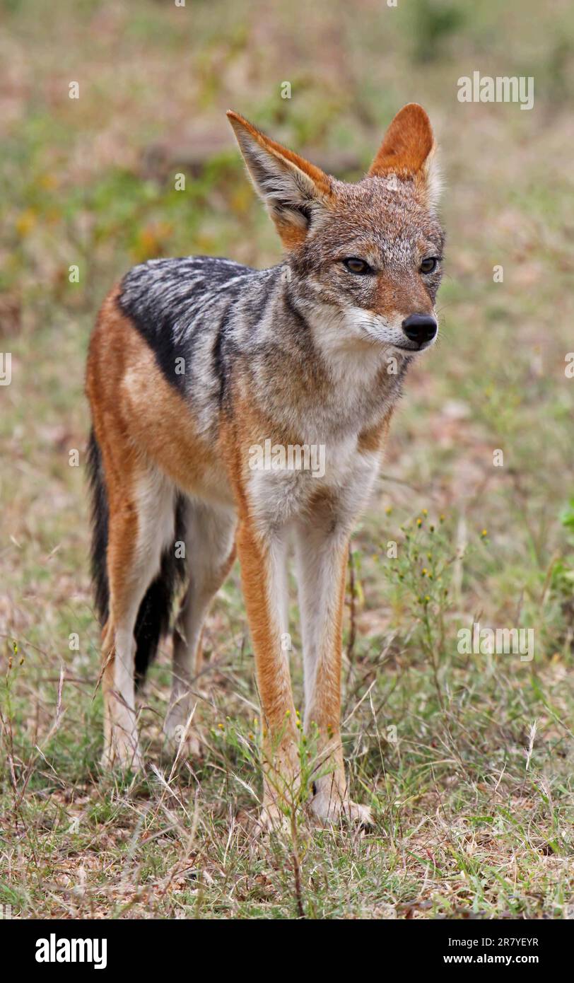 Schabrackenschakal, black-backed Jackal (Canis mesomelas), S Stock Photo