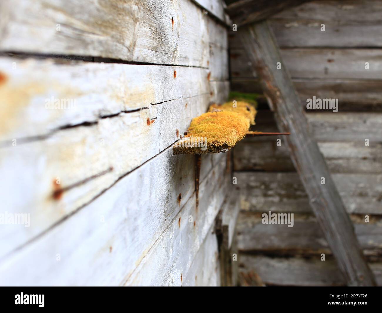 Mossy shelf at a ruined wall of abandoned building Stock Photo - Alamy