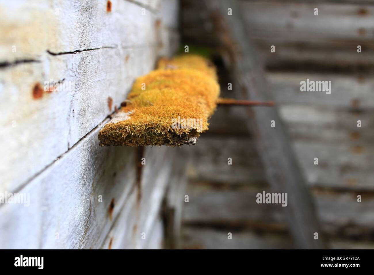Mossy wall abandoned building hi-res stock photography and images - Alamy