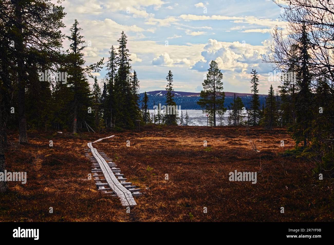 hiking-trail-with-planks-leading-through-wetlands-in-nature-reserve
