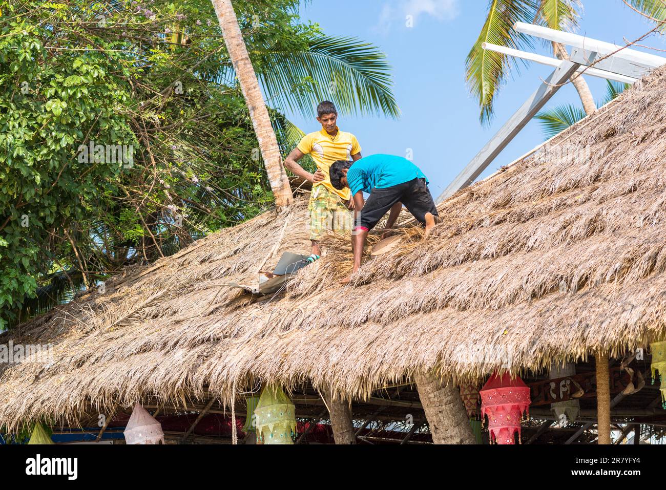 Roofer at work on top of a straw-thatched house in Mirissa. Tropical rain and high temperature strain the roofs in the monsoon season Stock Photo