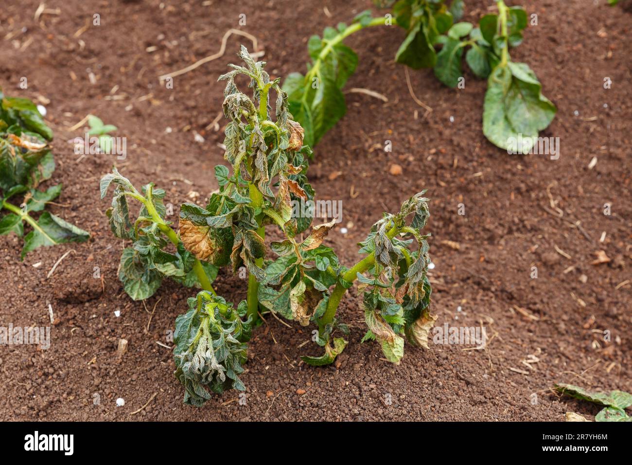 Potato plants damaged by the frost. Potato plants showing signs of
