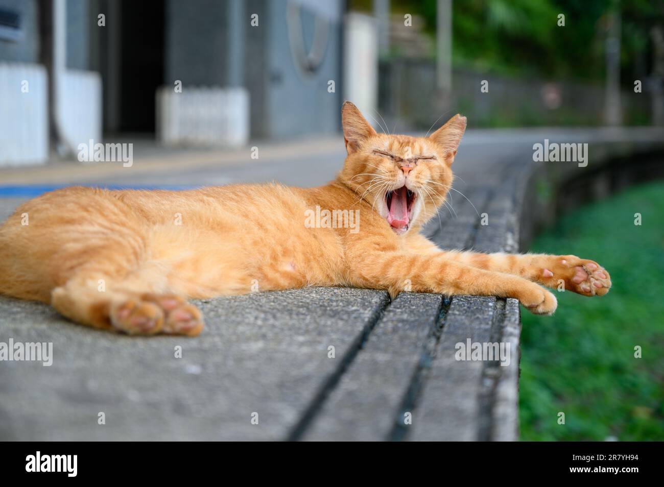 A yellow cat yawns lazily with its mouth wide open. The cat lay on the platform of the old railway station. Stock Photo